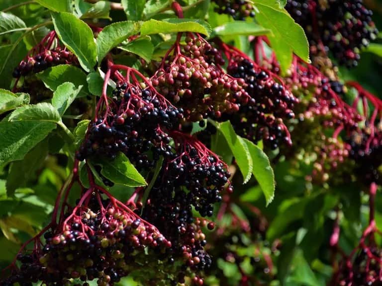 Kiedy zbieramy czarny bez na sok – uniknij trujących owoców