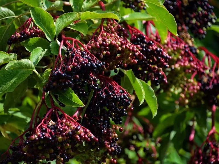 Kiedy zbieramy czarny bez na sok – uniknij trujących owoców