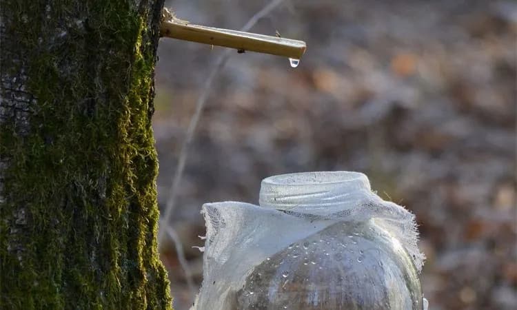 Sok z brzozy na co? Odkryj jego niezwykłe właściwości zdrowotne