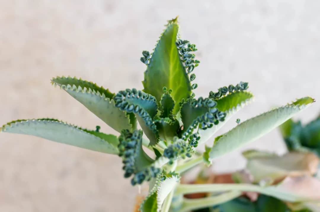 Jak zrobić sok z żyworódki na spirytusie - prosta receptura i zastosowania